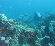 indonesia (1)