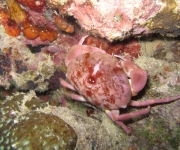 indonesia (10)