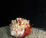 indonesia (11)