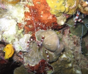 indonesia (12)