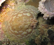 indonesia (13)
