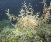 indonesia (14)