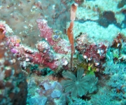 indonesia (15)