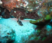 indonesia (16)