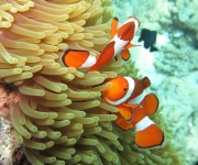indonesia (19)