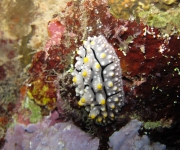 indonesia (2)