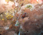 indonesia (20)