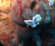 indonesia (21)