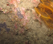 indonesia (27)