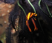 indonesia (28)