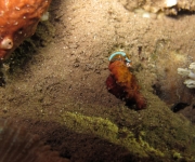 indonesia (30)