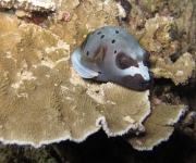 indonesia (4)