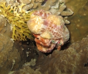indonesia (6)