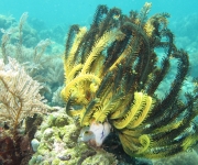 indonesia (61)