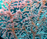 indonesia (63)