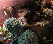 indonesia (65)