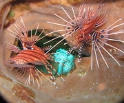 indonesia (66)