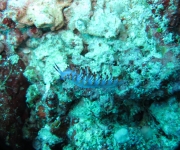 indonesia (67)