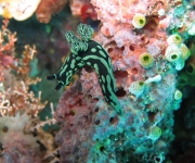indonesia (68)