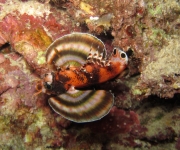 indonesia (8)