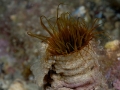 LUCA PUCCI - anemone