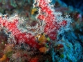 LUCA PUCCI - corallo