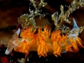 LUCA PUCCI - nudibranco arancio2