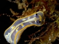 LUCA PUCCI - nudibranco blu e giallo