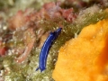 LUCA PUCCI - nudibranco blu