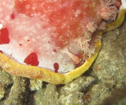 indonesia (37)