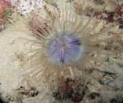 indonesia (51)