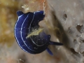 LUCA PUCCI - nudibranco blu2