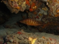 MARCIN - pesce in grotta