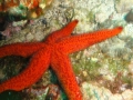 MARCIN - stella marina